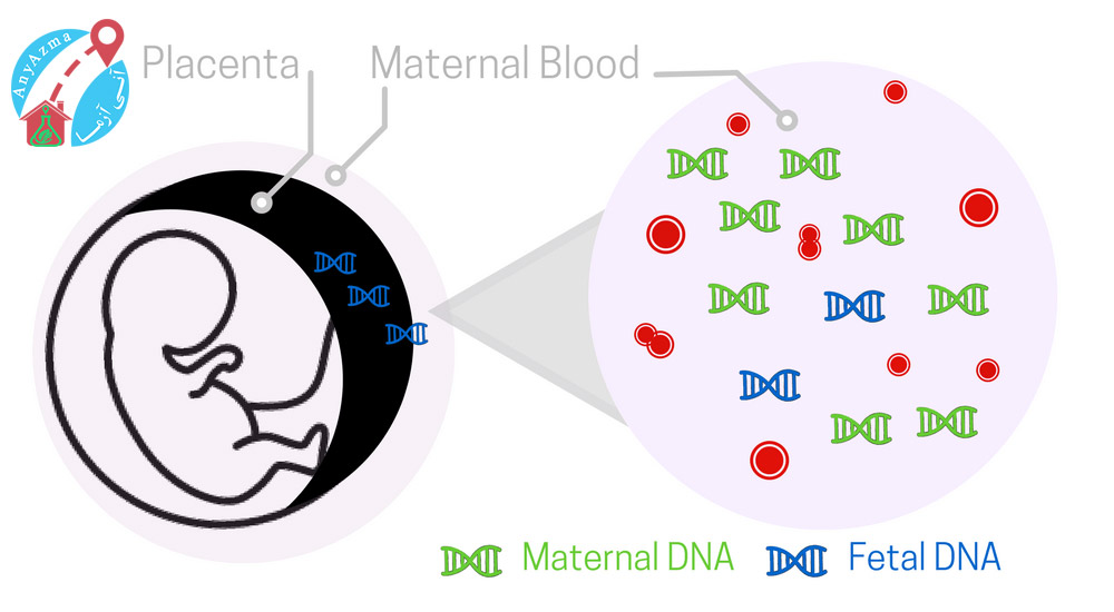 آزمایش تعیین جنسیت از خون PGTMB (Prenatal Gender Testing using Maternal Blood)