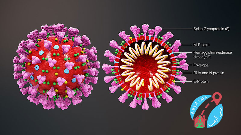 آزمایش آنتی بادی ویروس کرونا چه مواردی را نشان می دهد؟