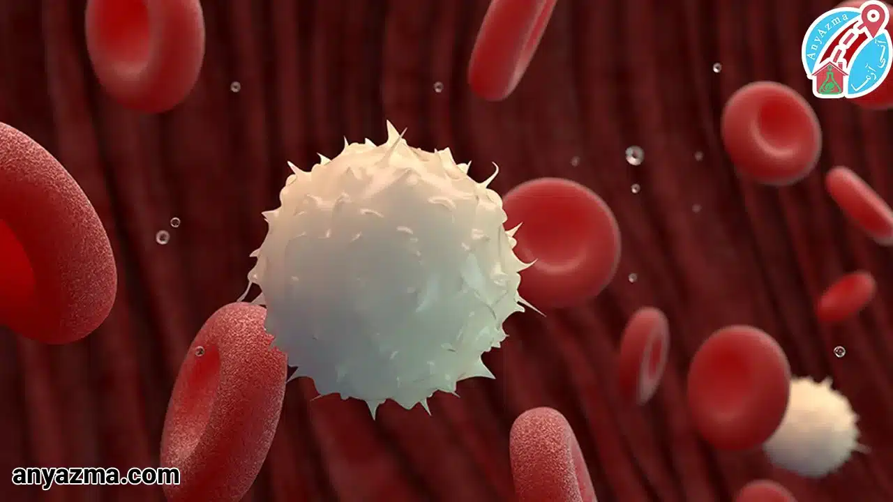 محدوده نرمال گلبول‌های سفید خون در گروه‌های سنی مختلف