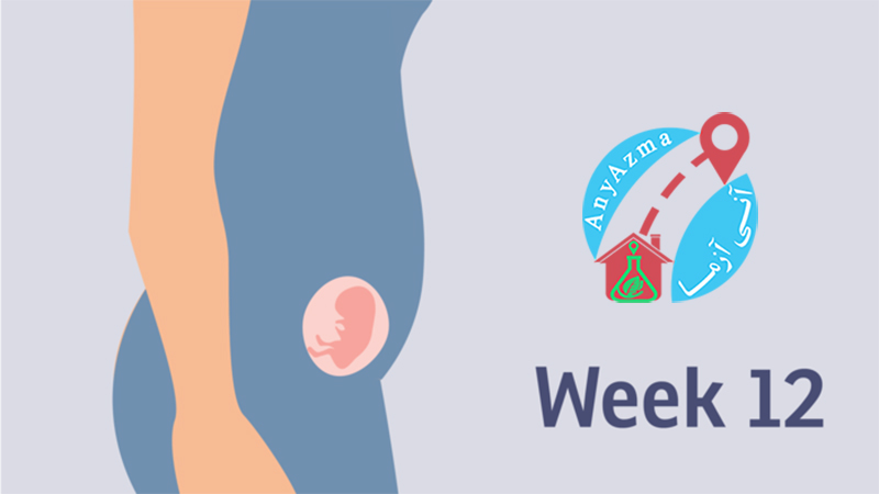 آزمایش بارداری در دوازده هفتگی (3)