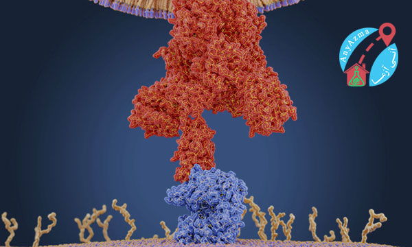 نقش RNA در واکسن کرونا فازیر