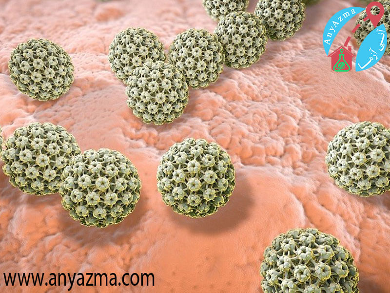 ویروس زگیل تناسلی HPV