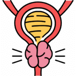 سونوگرافی پروستات در منزل