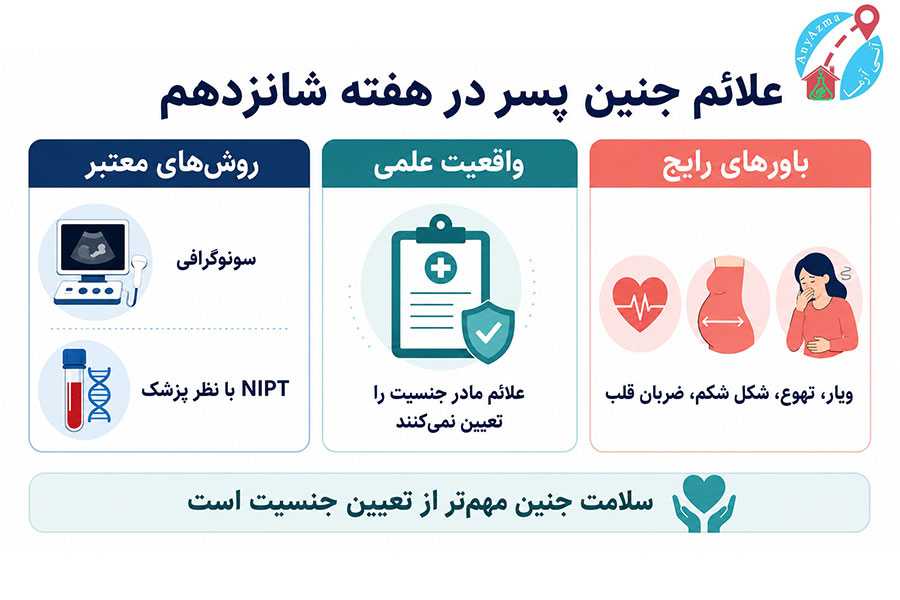 اینفوگرافی علائم جنین پسر در هفته شانزدهم